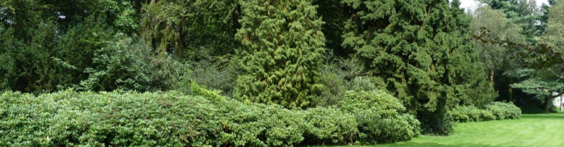 Zonern Pontische rododendron cover.jpg