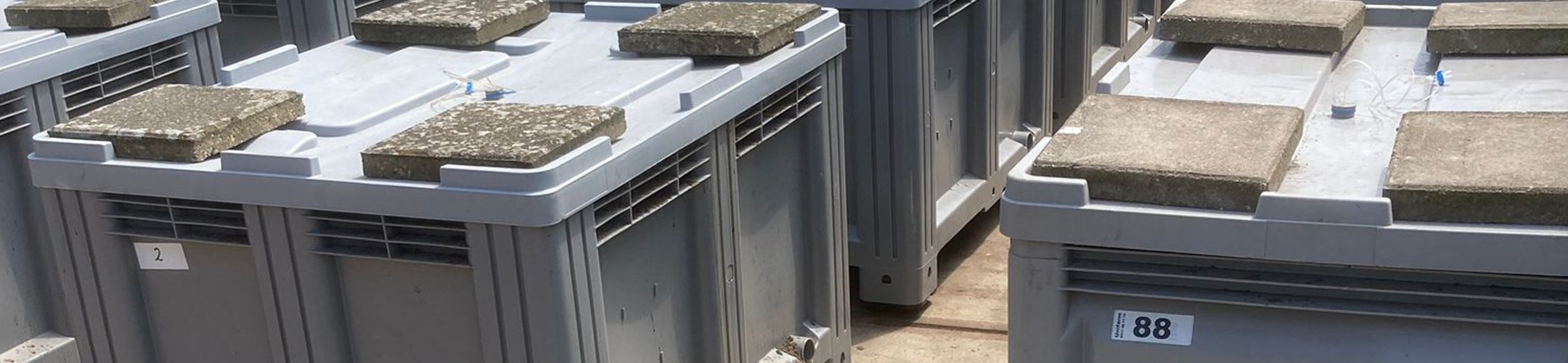 Zuurstofloos maken van grond werkt tegen Aziatische duizendknoop