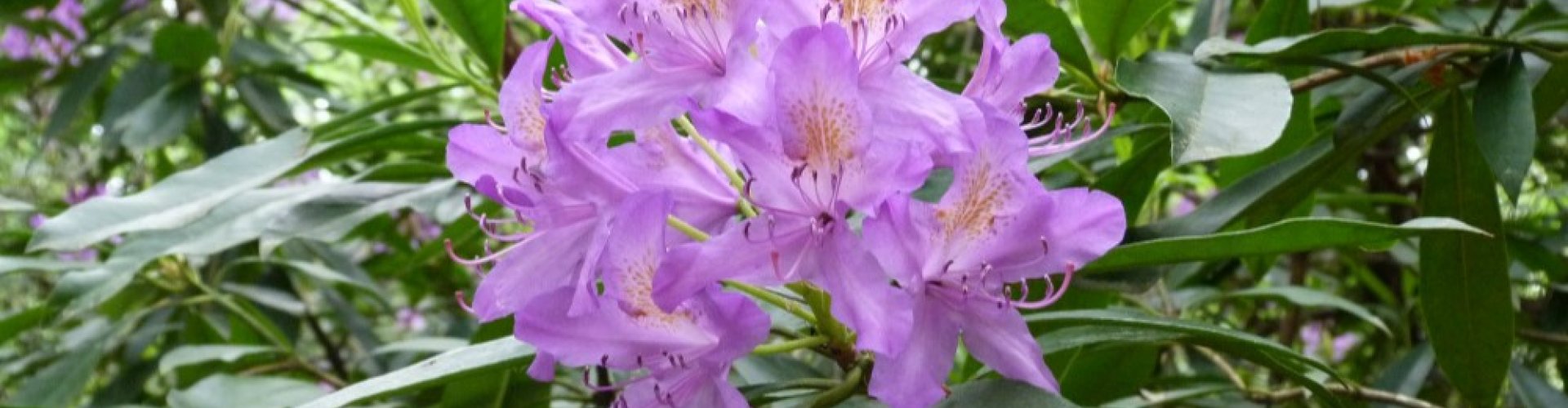 afzetten pontische-rododendron cover