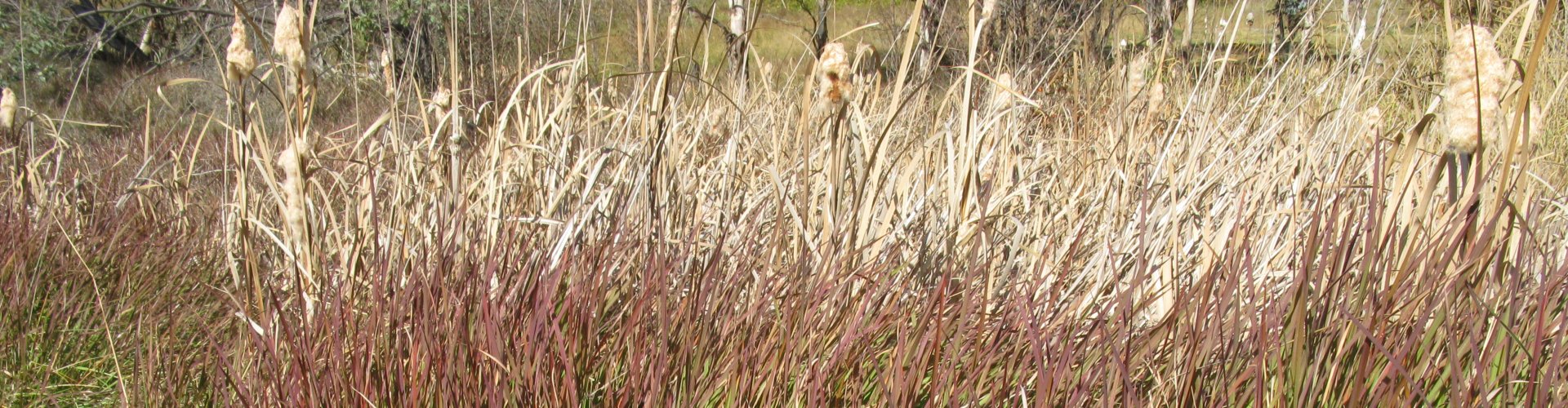 cover Amerikaans bezemgras