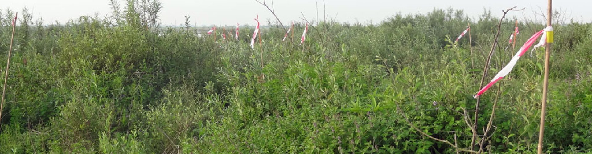 cover Bestrijding van kleine waterteunisbloem op Tiengemeten.jpg