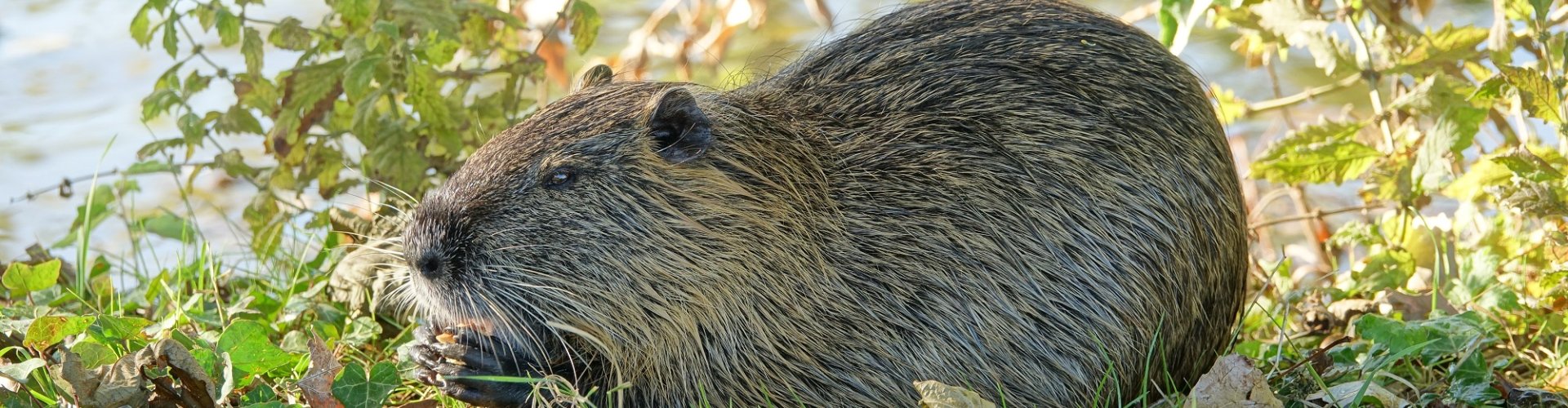 cover Humaan beheer van exotische dieren.jpg