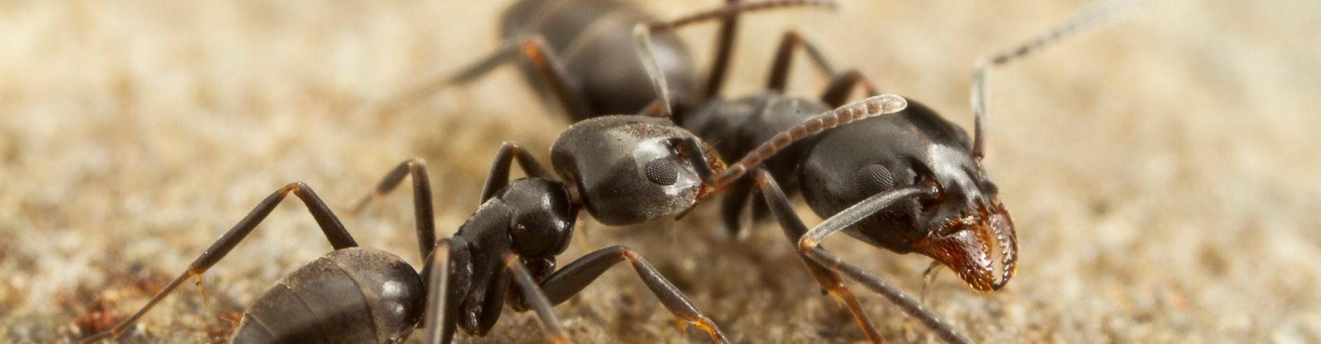 cover Risicoscan voor exotische mierensoorten in Nederland.jpg