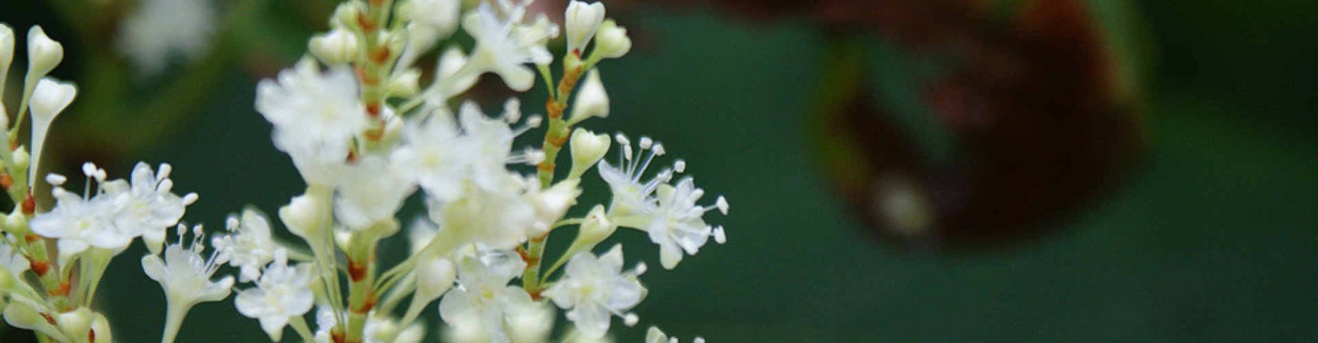 cover Voorkom voortplanting en verspreiding van Aziatische duizendknoop.jpg