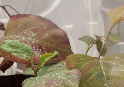 meta image Duizendknoop met bladvlooien (Suzanne Lommen)_405x286.jpg