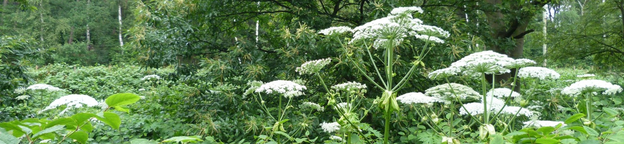 Online Ontmoetingsruimte