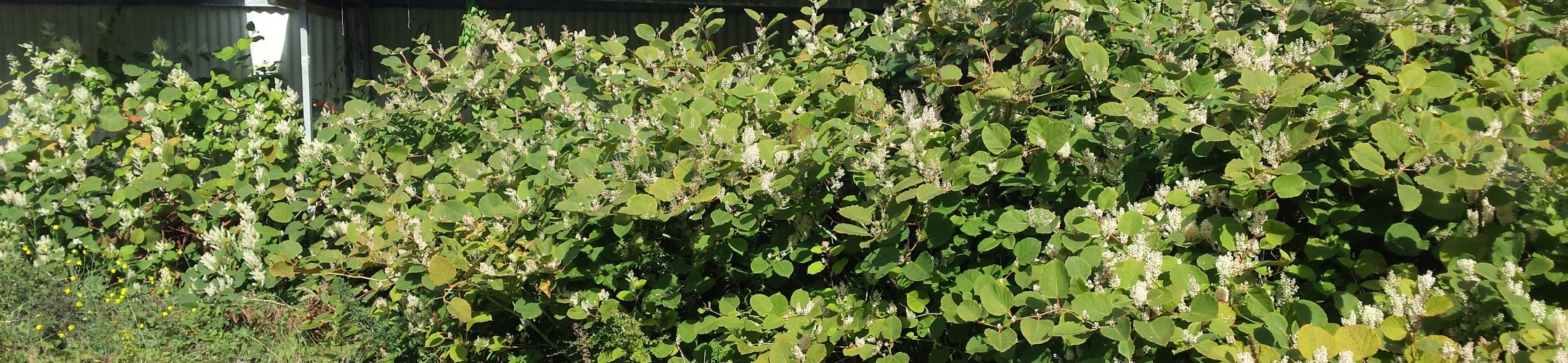 Pointer over De Japanse duizendknoop