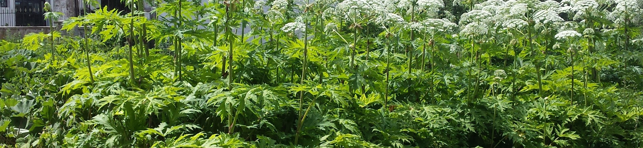 Veel gestelde vragen over Japanse duizendknoop en Reuzenberenklauw