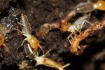 termieten, soldaten (Foto: Stephen P.L Luk, Wikimedia Commons, 2009)