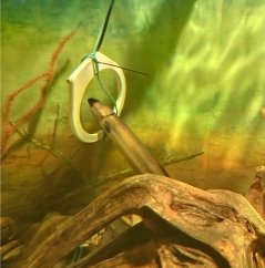 A 48 year old eel passes an antenna in Finland, where eels are monitored to see if one spontaneously becomes sexually mature A 48 year old eel passes an antenna in Finland, where eels are monitored to see if one spontaneously becomes sexually mature