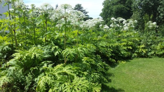 Bloeiende Reuzenberenklauw in een tuin (Foto: Wageningen University & Research)