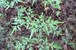 Samengestelde bladeren van Japanse klimvaren (Lygodium japonicum) met driehoekig silhouette (Foto: Homer Edward Price, Wikimedia Commons, 2012) 
