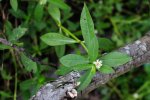 Detail bladeren en bloem alligatorkruid (Alternanthera philoxeroides) (Foto: Zhangzhugang, Wikimedia Commons, 2014)