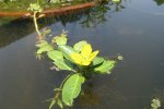 Kleine waterteunisbloem (Ludwigia peploides) in het water (Foto: KENPEI, Wikimedia Commons, 2008)