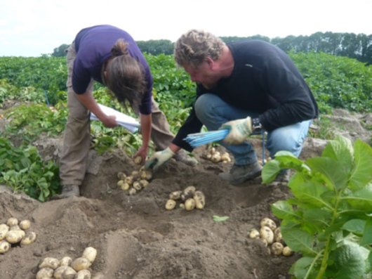 BioImpuls-onderzoekers selecteren de beste aardappelen in een veldproef. BioImpuls-onderzoekers selecteren de beste aardappelen in een veldproef.