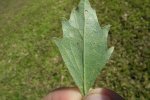 Detail blad onderkant struikaster (Baccharis halimifolia) (Foto: Macleay Grass Man, Wikimedia Commons, 2005)