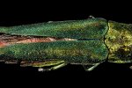 Volwassen essenprachtkever (Agrilus planipennis). Foto van de bovenkant. (Foto: Sam Droege, Wikimedia Commons, 2016)