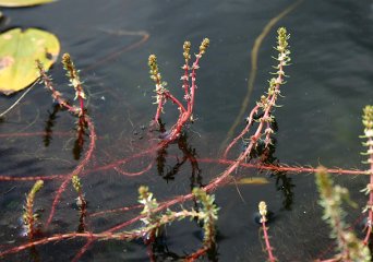Ongelijkbladig vederkruid (Foto: Leslie J. Mehrhoff, Wikimedia Commons, 1980