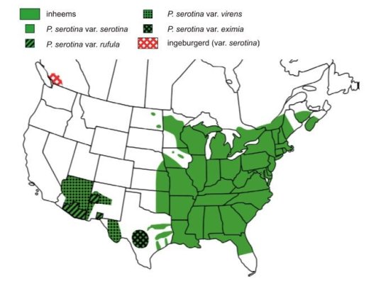 Verspreidingsgebied van de Amerikaanse vogelkers op het Amerikaanse continent (Bron Vanhellemont 2009)