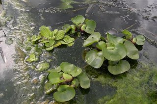 Waterhyacint en watersla (Pistia) (Foto: Arjan de groot)