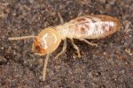 Volwassen termiet (Isoptera) (Foto: Sanjay Acharya, Wikimedia Commons, 2017) 