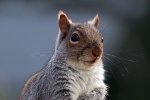 Detail gezicht grijze eekhoorn (Sciurus carolinensis) (Foto: Charles J. Sharp, Wikimedia Commons, 2016)