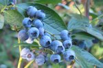 Blauwe vruchten van de trosbosbes (Foto Wikimedia Commoms, Rasbak)