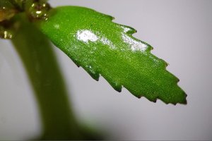 Detail blad ongelijkbladig vederkruid (Myriophyllum heterophyllum) (Foto: Stefan Iefnaer, Wikimedia Commons, 2020)
