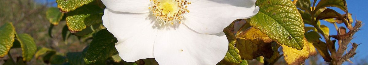 Rimpelroos (Rosa rugosa) (Foto: Wikimedia Commons, 2005)