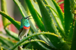 Kolibrie in groene plant