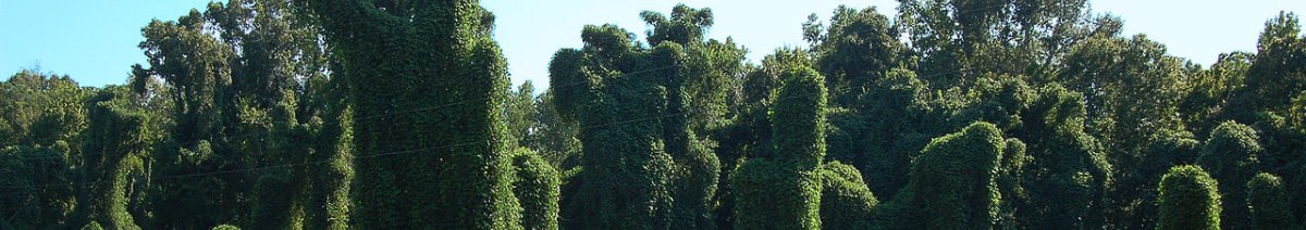 Bomen en struiken overwoekerd door kudzu (Pueraria montana var. lobata) (Foto: Gsmith, Wikimedia Commons, 2006)