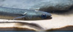 European eel European eel
