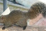 Detail zijaanzicht Pallas’ eekhoorn (Callosciurus erythraeus) (Foto: Alpsdake, Wikimedia Commons, 2011)