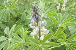 Witte Lupine