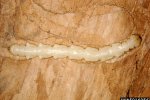 Larve van de essenprachtkever (Agrilus planipennis). Links zitten twee uitstekels aan het uiteinde van de larve, rechts is de kop. (Foto: Pennsylvania Department of Conservation and Natural Resources, Wikimedia Commons, 2006) 