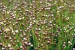 Vlas plant (shutterstock_9508720_vlas_plant).jpg