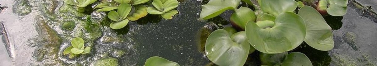 Waterhyacint en watersla (Pistia) (Foto: Arjan de groot)