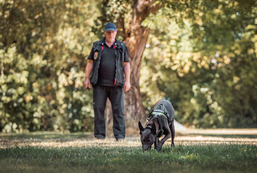Hondeninstructeur Jan Reuvekamp heeft een van zijn honden getraind in het opsporen van duizendknoop. Foto: Jan Reuvekamp