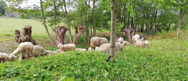 Begrazen met schapen