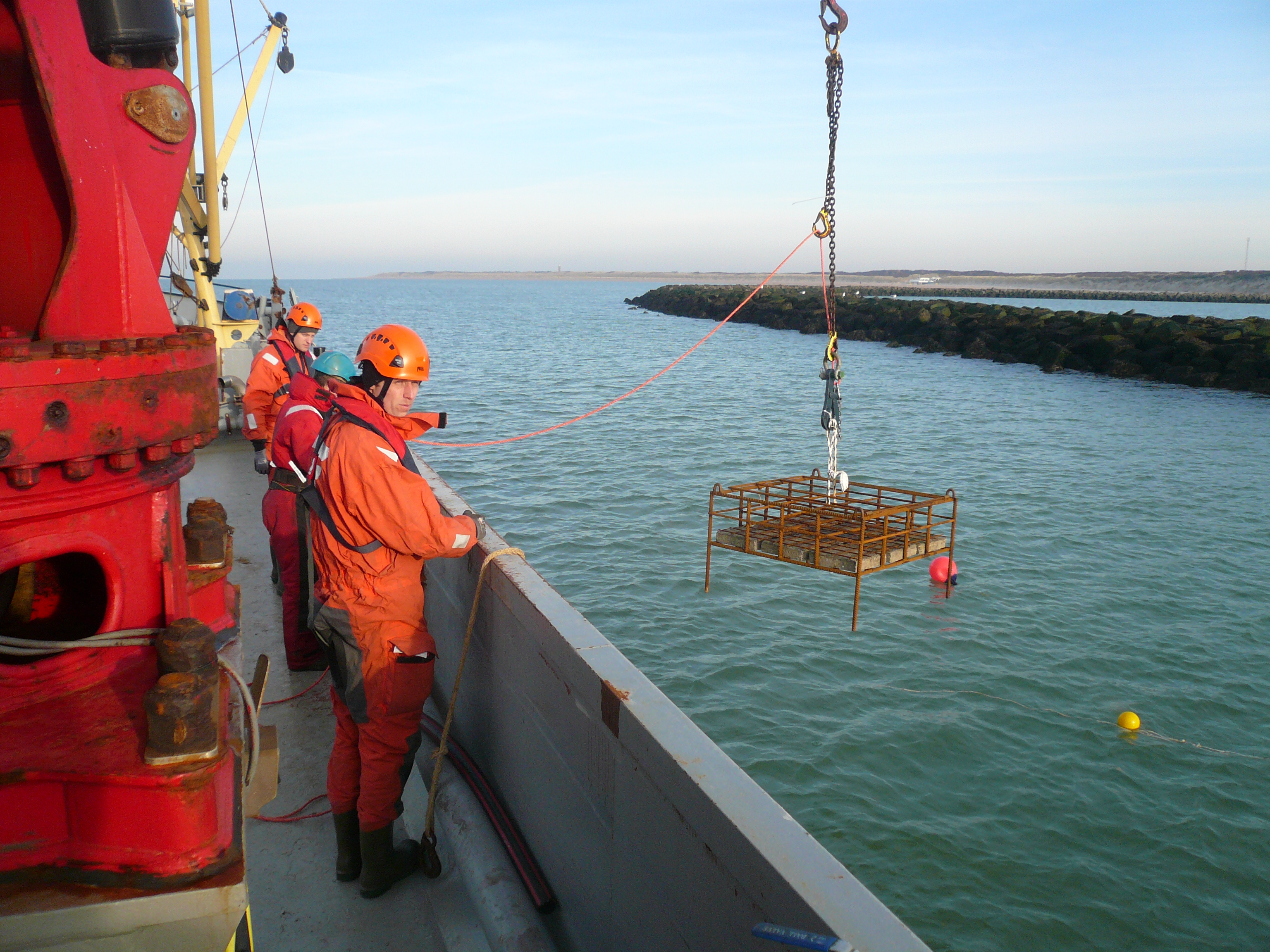 Restoration of European flat oyster reefs in the North Sea and Wadden Sea