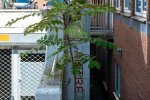 Zaailing Hemelboom tussen bebouwing (Foto: Stichting Probos) 