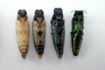 Van links naar rechts: ontwikkelingsstadia van pop tot volwassen essenprachtkever (Agrilus planipennis). Foto genomen van de buikzijde. (Foto: Forest Service, USDA, Wikimedia Commons, 2004)