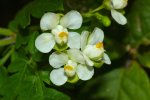 Bloemen van de ballonrank (Cardiospermum grandiflorum) (Foto Wikimedia Commons, Bernard Dupont)