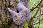 Grijze eekhoorn (Sciurus carolinensis) klimmend in een boom (Foto: Dominic Nelson, Wikimedia Commons, 2023)
