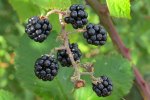 Rijpe vruchten (bramen) van de dijkviltbraam (Rubus armeniacus) (Foto: Katrin Schneider / korina.info, Wikimedia Commons, 2011)