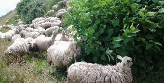 Begrazen schapen