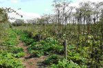 Jonge planten in het voorjaar en afgestorven bloemstengels van het voorgaande jaar