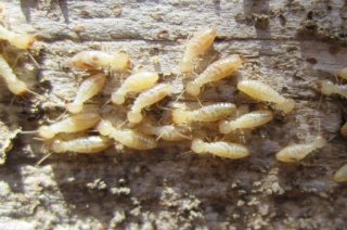 Termieten (Isoptera)