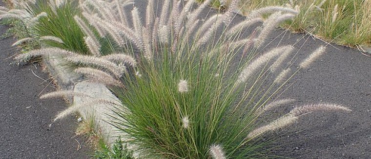 Fraai Lampenpoetsergras (Pennisetum setaceum) [bron: Kenraiz Krysztof Ziarnek, Wikimedia Commons, 2016] 