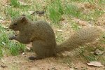 Pallas’ eekhoorn (Callosciurus erythraeus). (Foto: Donald Hobern, Wikimedia Commons, 2013)